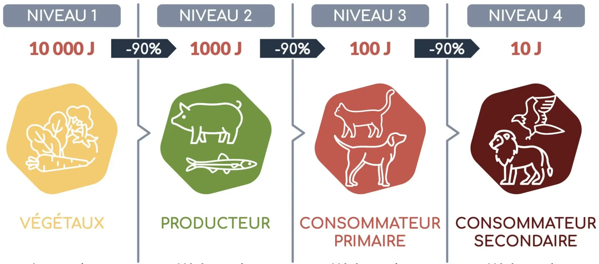 Schéma représentant les niveaux trophiques avec la quantité d'énergie en joules et une perte de 90 % entre chaque niveau : Niveau 1 végétaux 10 000 J, Niveau 2 producteurs 1 000 J, Niveau 3 consommateurs primaires 100 J, Niveau 4 consommateurs secondaires 10 J.